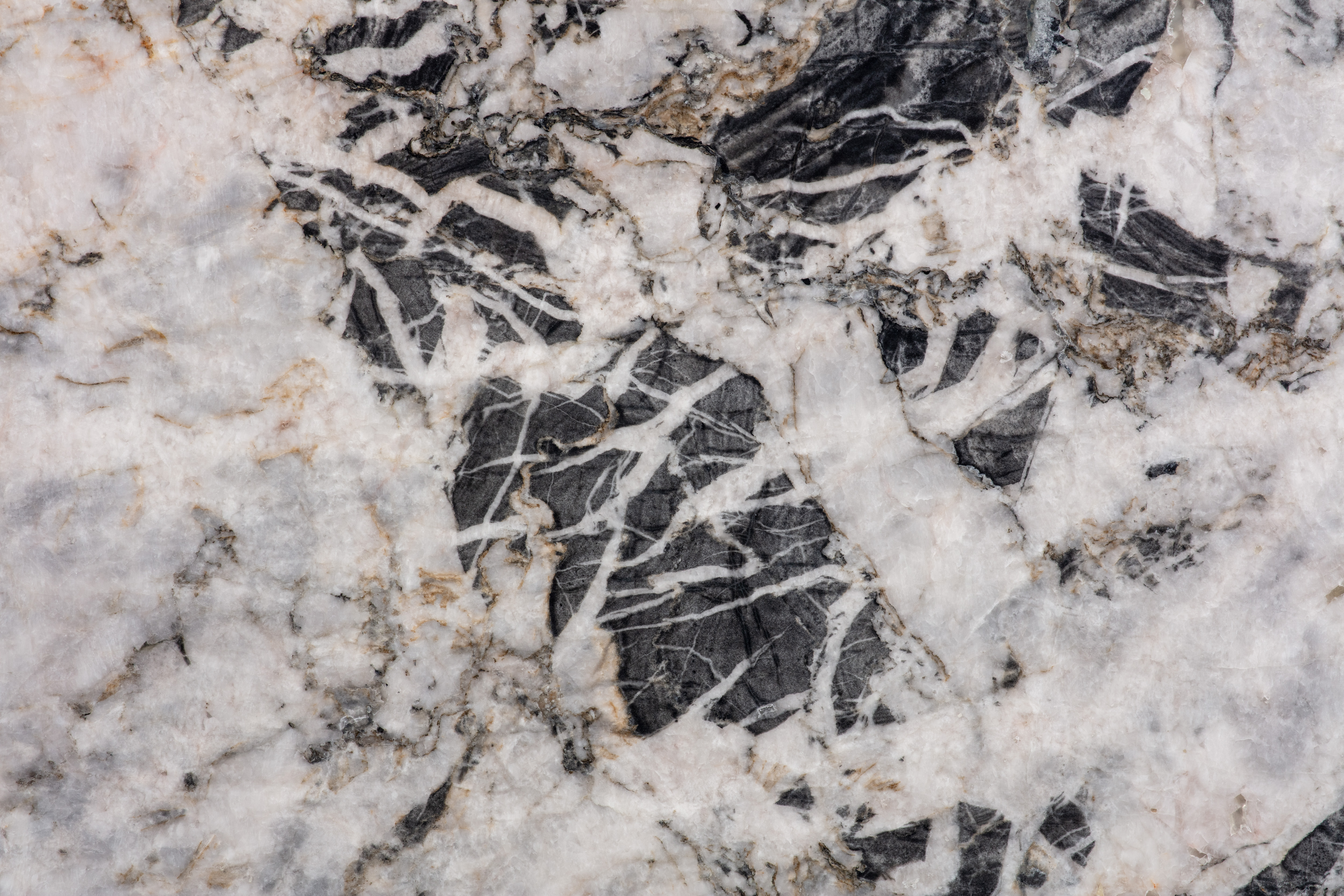 MANDRAKE - фото 3